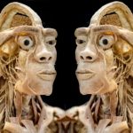Wystawa zakonserwowanych ludzkich ciał w Rzeszowie. Lekcja anatomii nie na słabe nerwy [ZDJĘCIA]