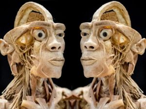 Wystawa zakonserwowanych ludzkich ciał w Rzeszowie. Lekcja anatomii nie na słabe nerwy [ZDJĘCIA]