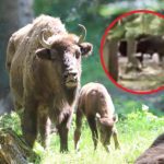 Żubr pojawił się w lesie pod Leżajskiem. Takiego gościa nikt się nie spodziewał [WIDEO]