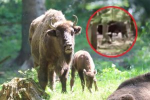 Żubr pojawił się w lesie pod Leżajskiem. Takiego gościa nikt się nie spodziewał [WIDEO]