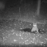 Nagranie jedno na milion! Zobacz, co podkarpacki wilk zrobił ze swoją zdobyczą w środku nocy [WIDEO] Wilk na Podkarpaciu wszedł do błota z łupem | Rzeszów News
