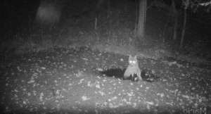 Nagranie jedno na milion! Zobacz, co podkarpacki wilk zrobił ze swoją zdobyczą w środku nocy [WIDEO] Wilk na Podkarpaciu wszedł do błota z łupem | Rzeszów News