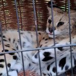Serwal na Podkarpaciu uciekł z hodowli na drzewo | Rzeszów News