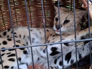 Serwal na Podkarpaciu uciekł z hodowli na drzewo | Rzeszów News